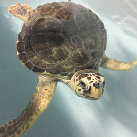 Centro di Recupero e Riabilitazione Tartarughe Marine